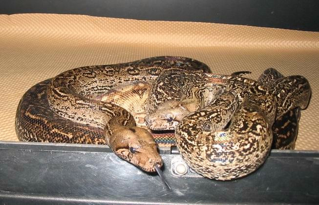 Sonoran Orgy