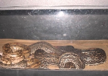 Hypo Leopard Breeding