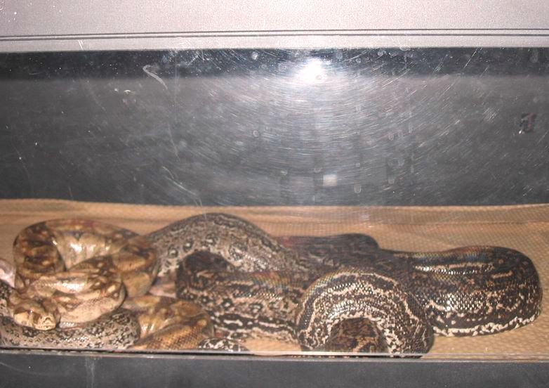 Hypo Leopard Breeding