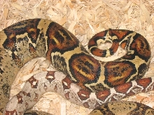 New Line T Positive Albino Bci 4