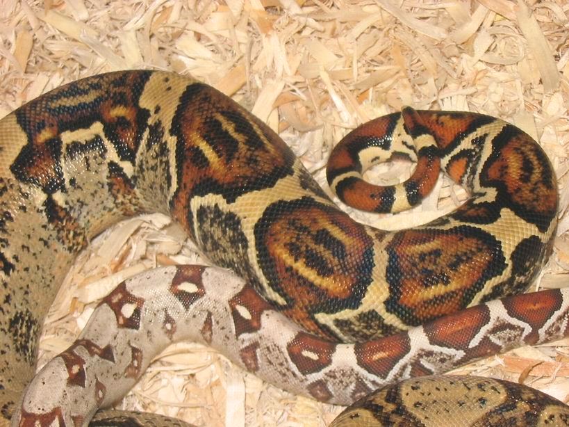 New Line T Positive Albino Bci 4