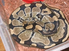 GB-2.2