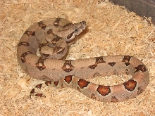 Harding pastel m1