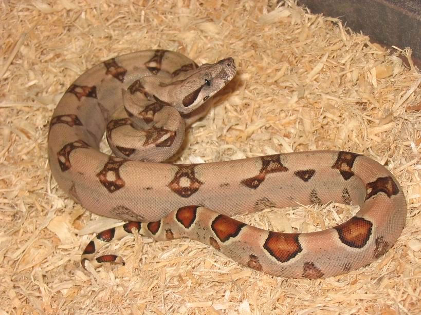 Harding pastel m1