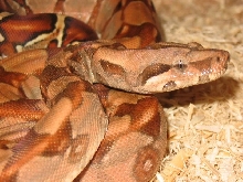 red pastel m eye