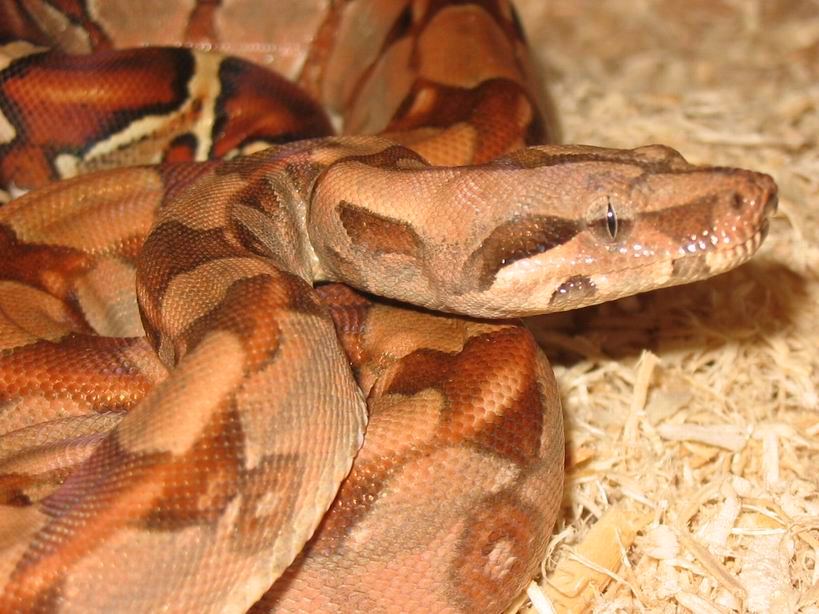 red pastel m eye