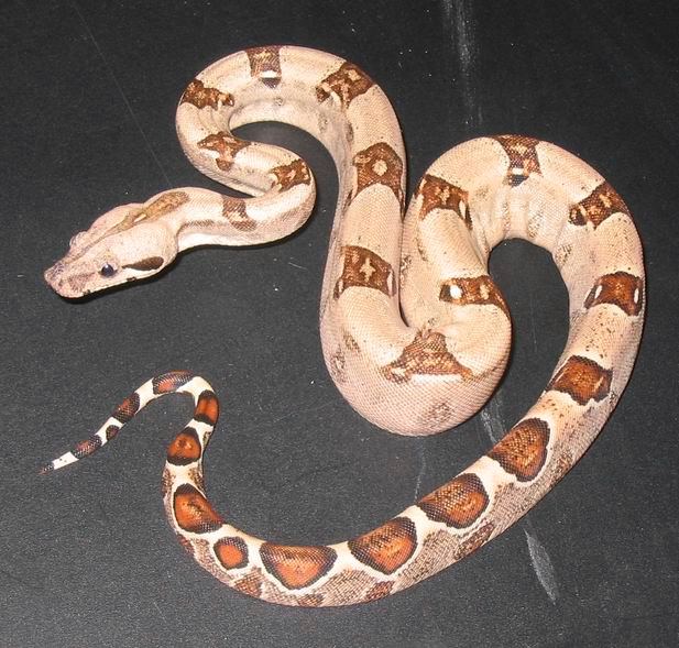 MonsterTail X Pastel Female #2