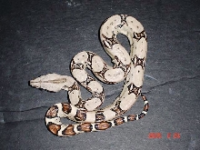 White Boa