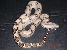 another white boa