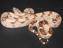 New Whiteish Female Pastel from NRBE05