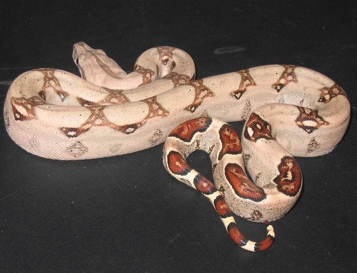 New Whiteish Female Pastel from NRBE05