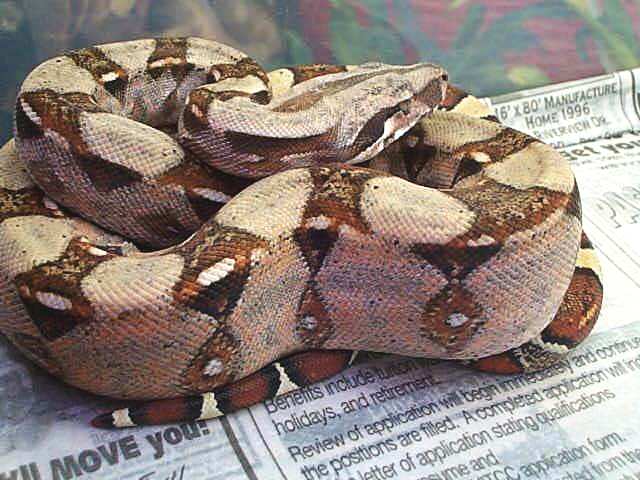maletudeb