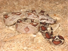 T Positive Albino Boa