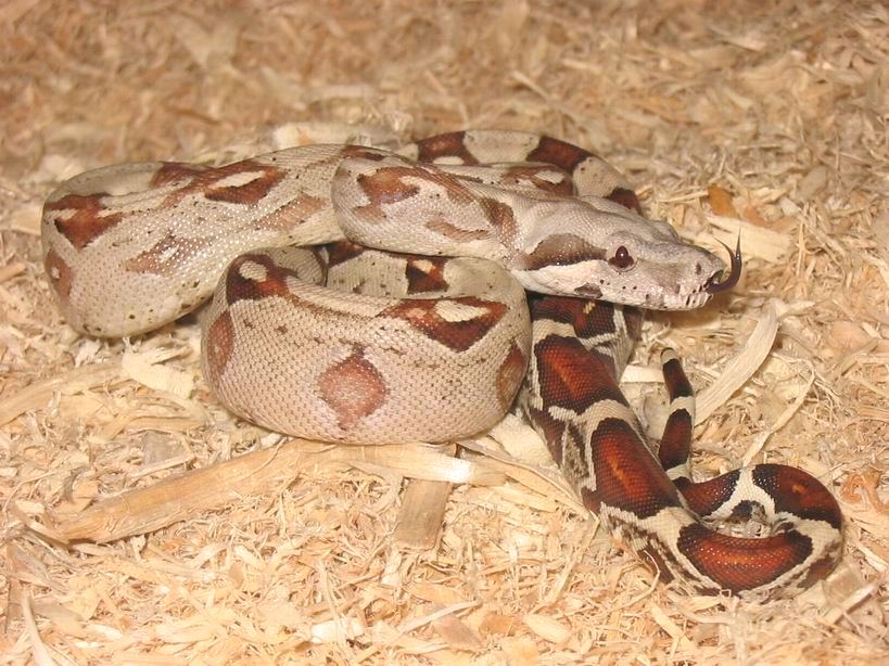 T Positive Albino Boa