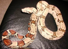 scbra