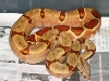 Female Salmon Harlequin - Color