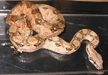 nica fem poss hypo