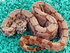 2004 possible SuperSalmontine Female
