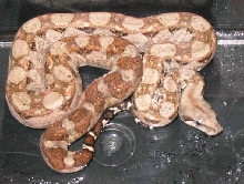 nicaraguan boa poss hypo