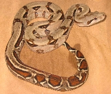 aberrant honduran