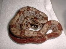 Hypo poss DH Blood