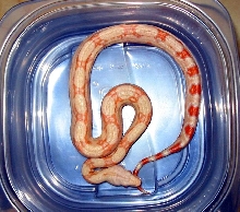 am