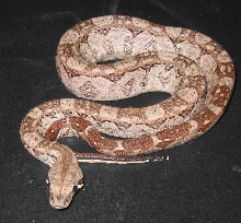 2005 Male Hypo Cancun Boa