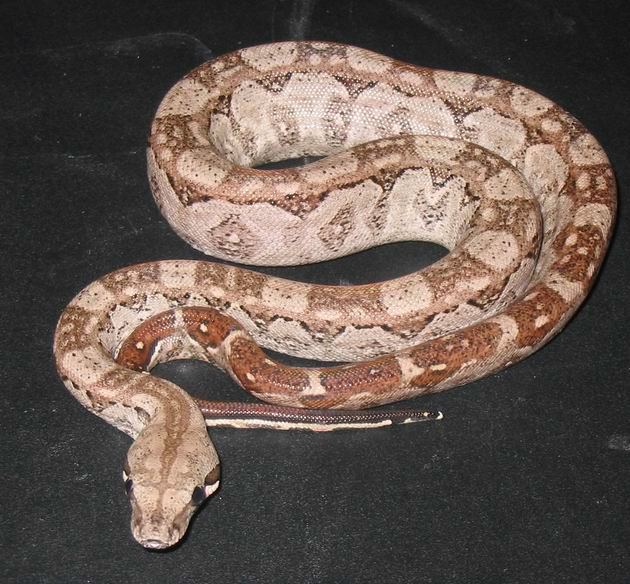 2005 Male Hypo Cancun Boa