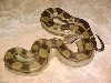 2003 Female Motley Boa