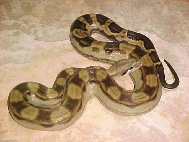 2003 Female Motley Boa