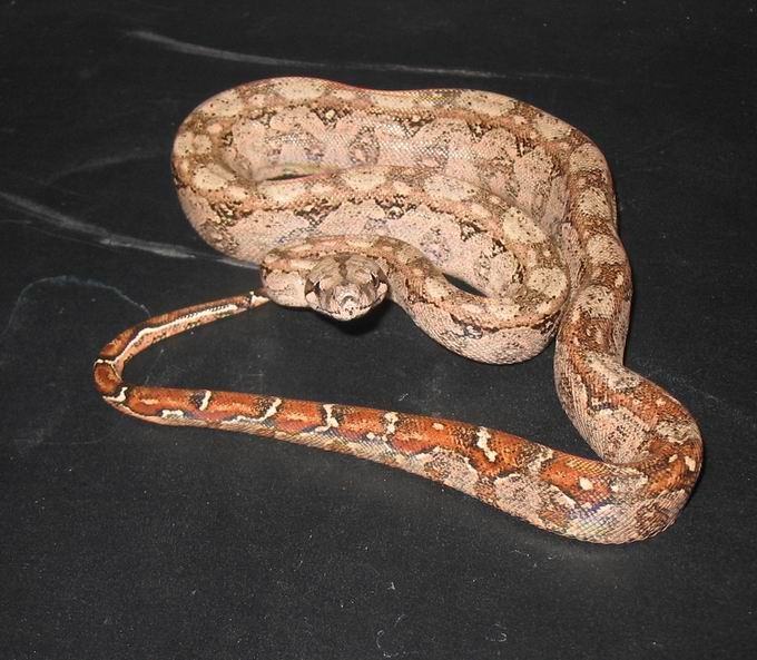 2005 Male Hypo Sonoran Boa