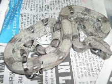 new anery female