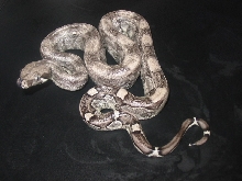 Stonewash Anerythristic Boa