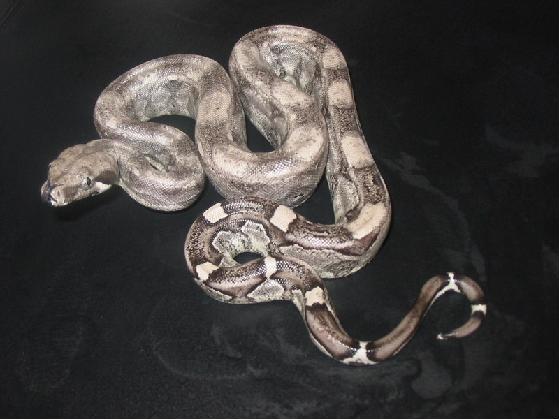 Stonewash Anerythristic Boa