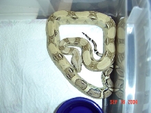 a1