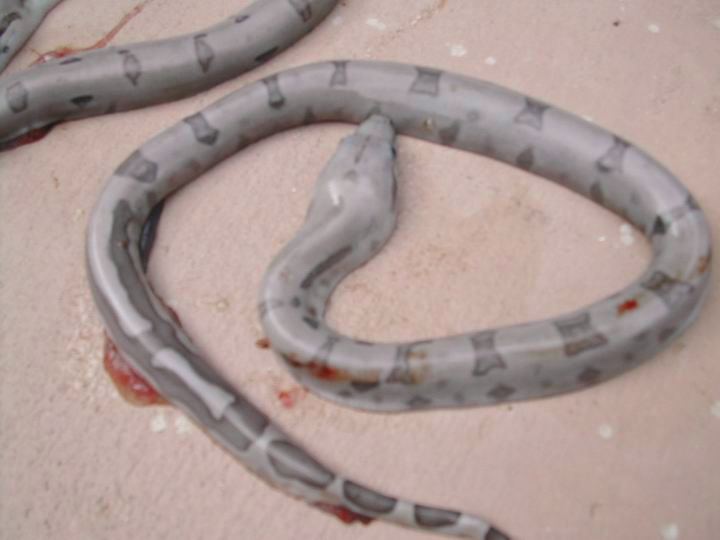 still 2