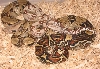 New Line T Positive Albino Bci 2