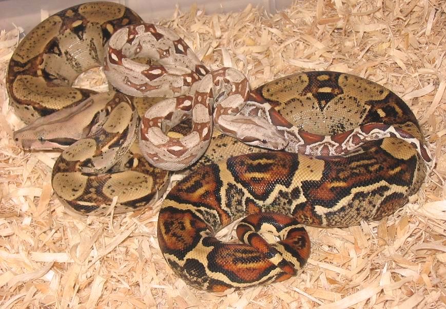 New Line T Positive Albino Bci 2