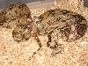 New Line T Positive Albino Bci 3