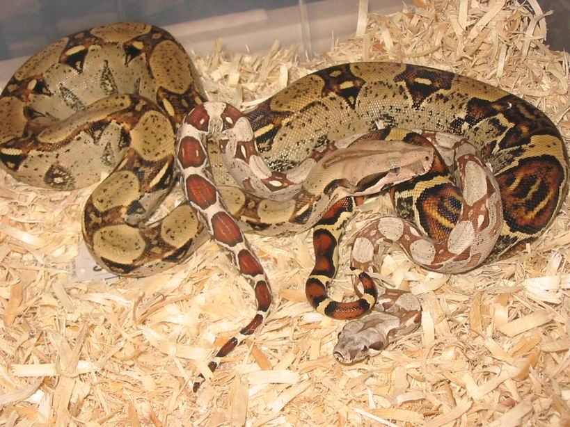 New Line T Positive Albino Bci 3