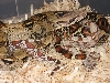 New Line T Positive Albino Bci 1