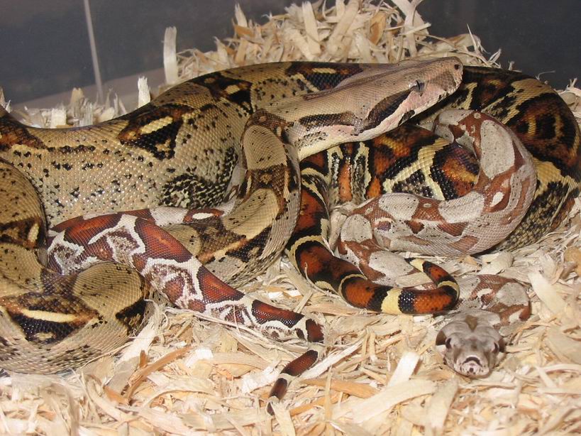 New Line T Positive Albino Bci 1
