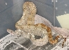 female hog island boa