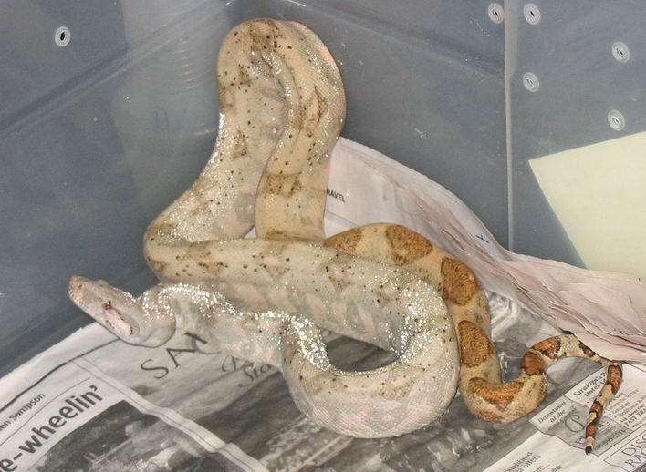 female hog island boa
