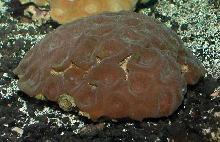 Saltwater - Austin Aquariums