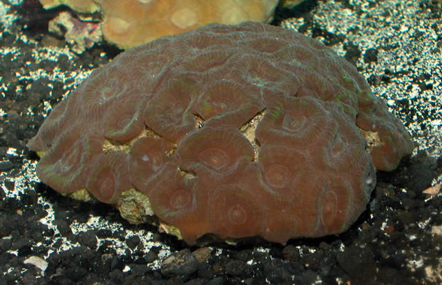 Saltwater - Austin Aquariums