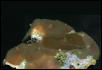 Saltwater Photos