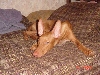 Bed Menke