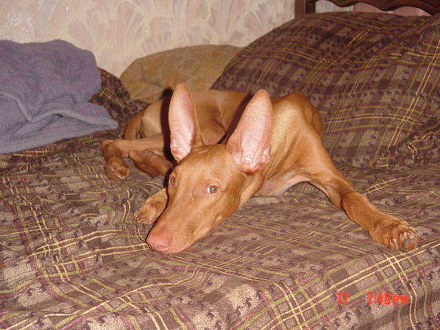 Bed Menke