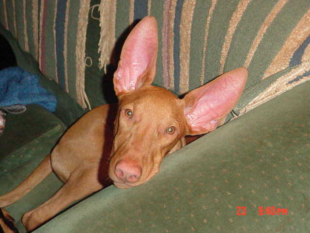 Couch potato Menke